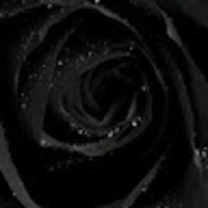 Meet your Posher, Amie